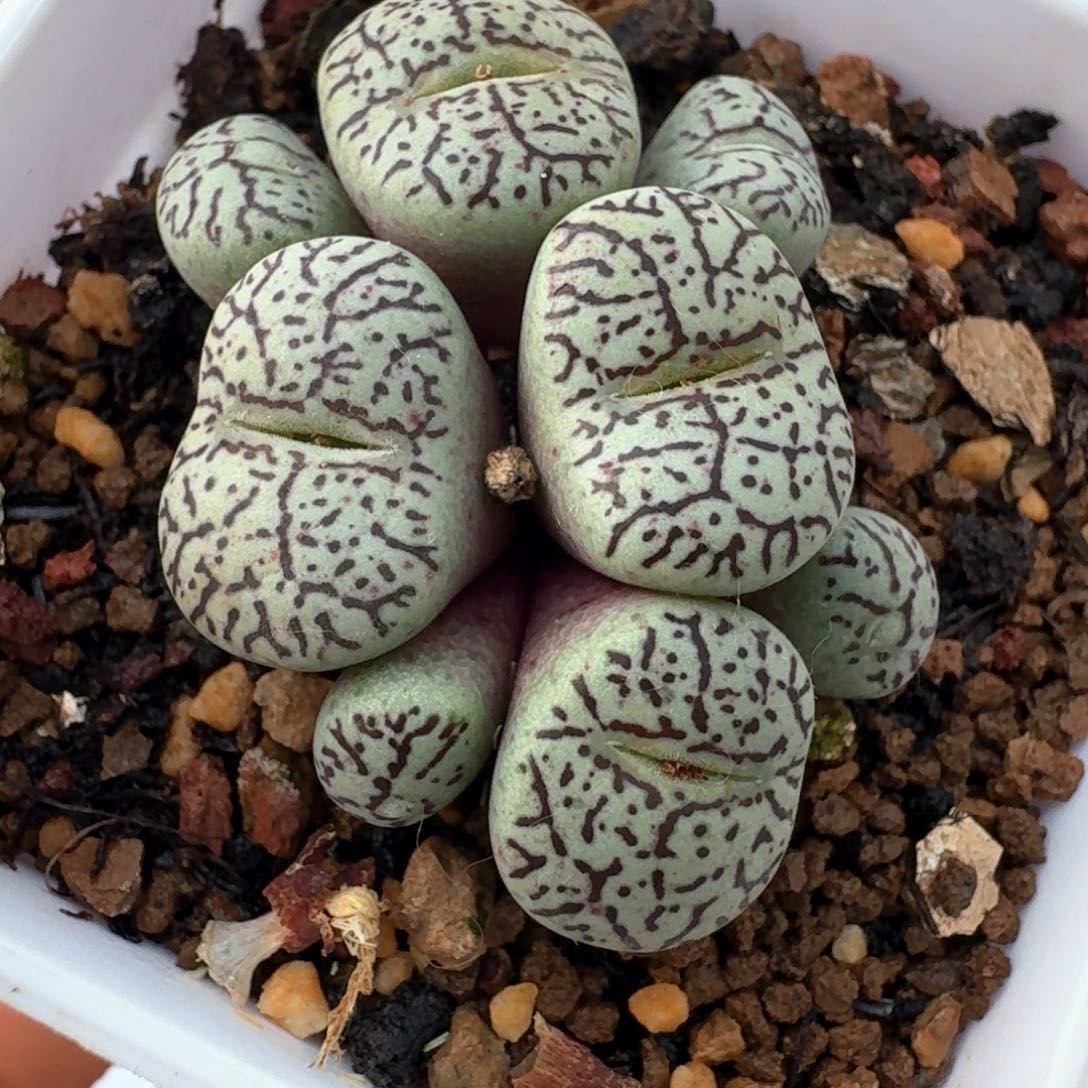 1035带盆土发货000000