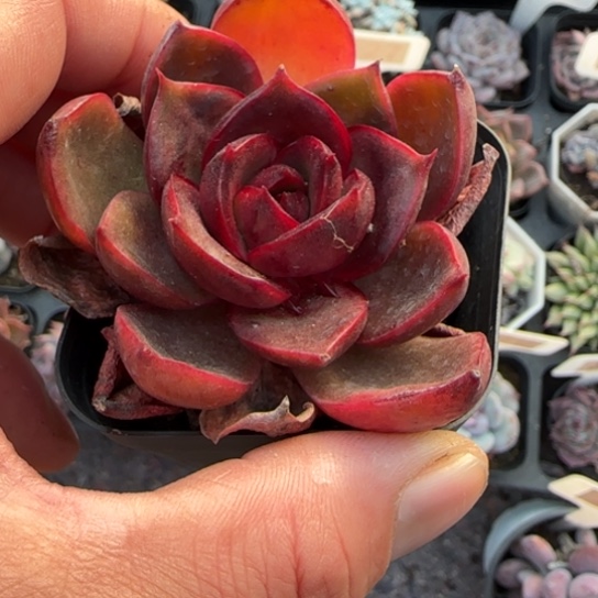 39红灯多肉植物多