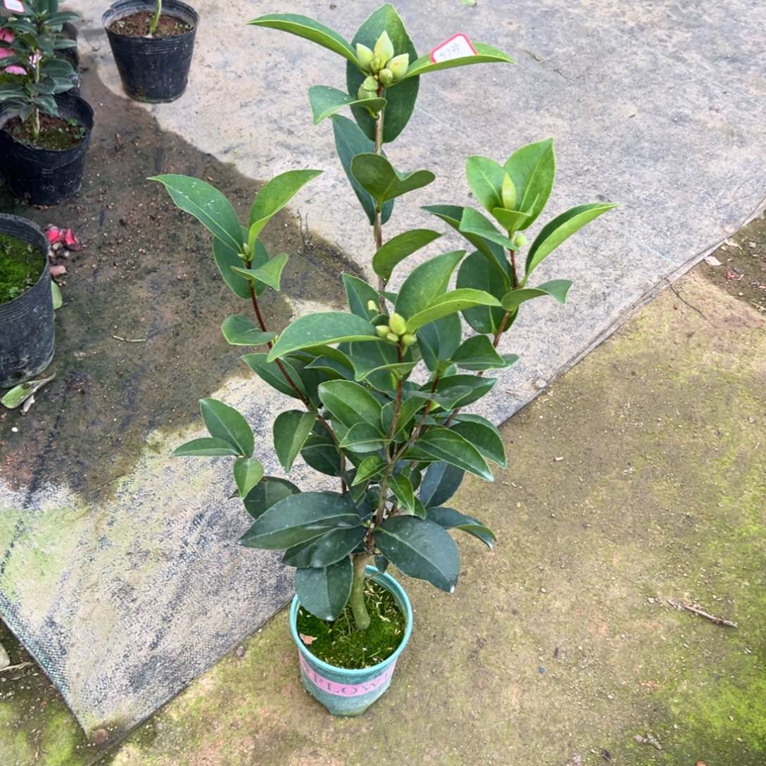 完全开放夏日七星