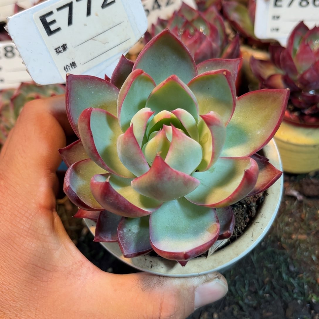 惊鸿一瞥772号多肉