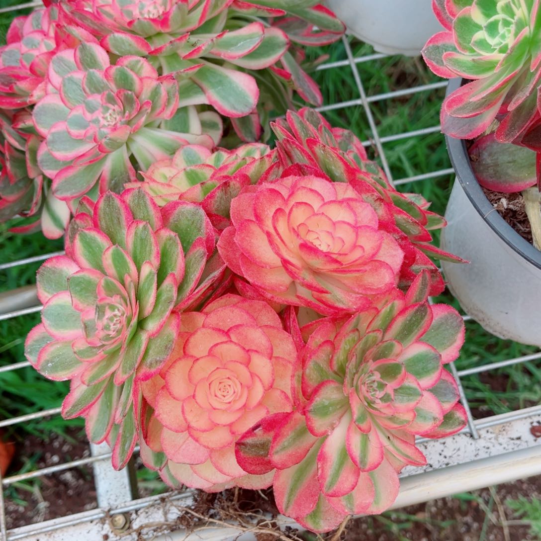 大号荔枝量多肉法师