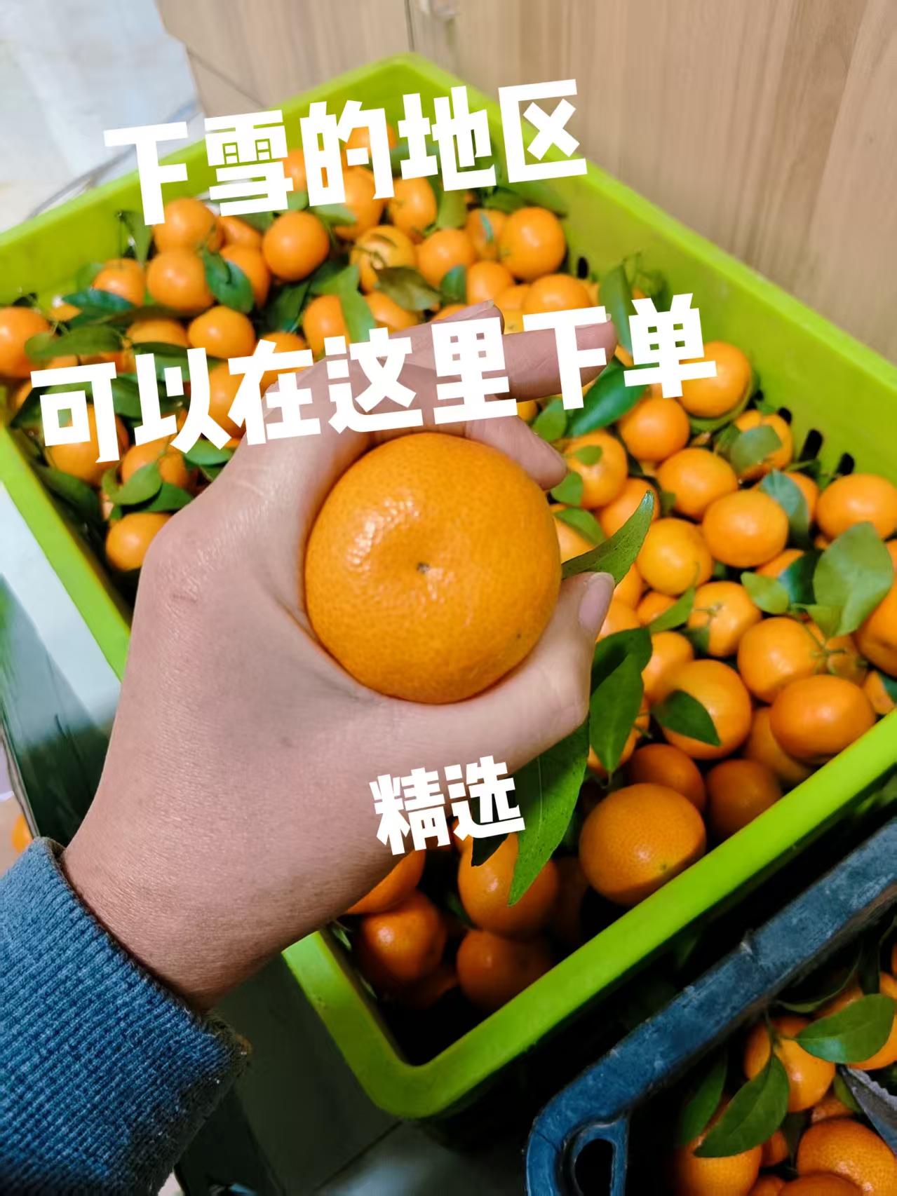 广西沙糖桔（应季水果）现摘现发下雪地区可下单