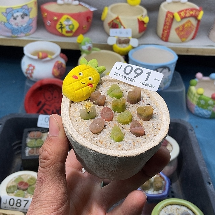 91大舅生石花肉锥多肉