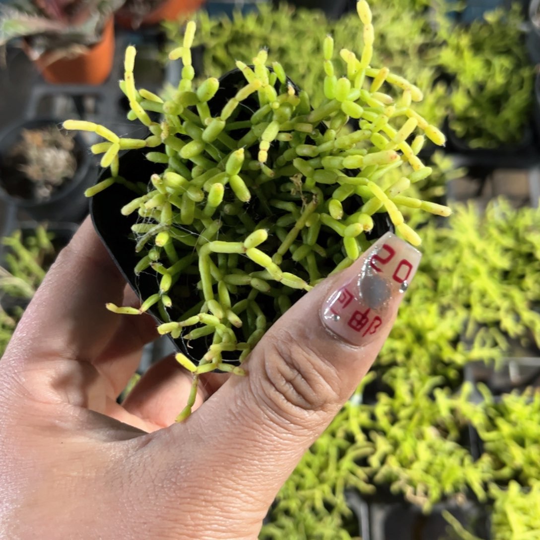 木偶人单头发货有根发货