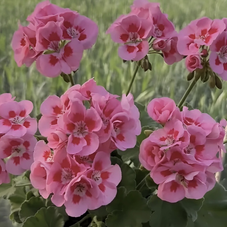 【粉飞溅】（口径13厘米盆；一盆包邮）