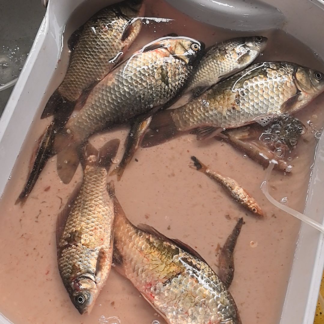 石台小李代购鲫鱼