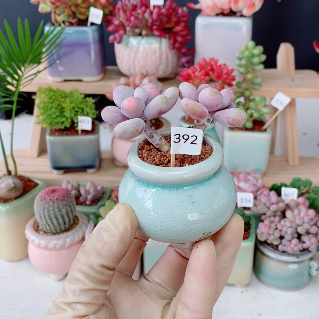 桃蛋392号肉肉肉肉肉