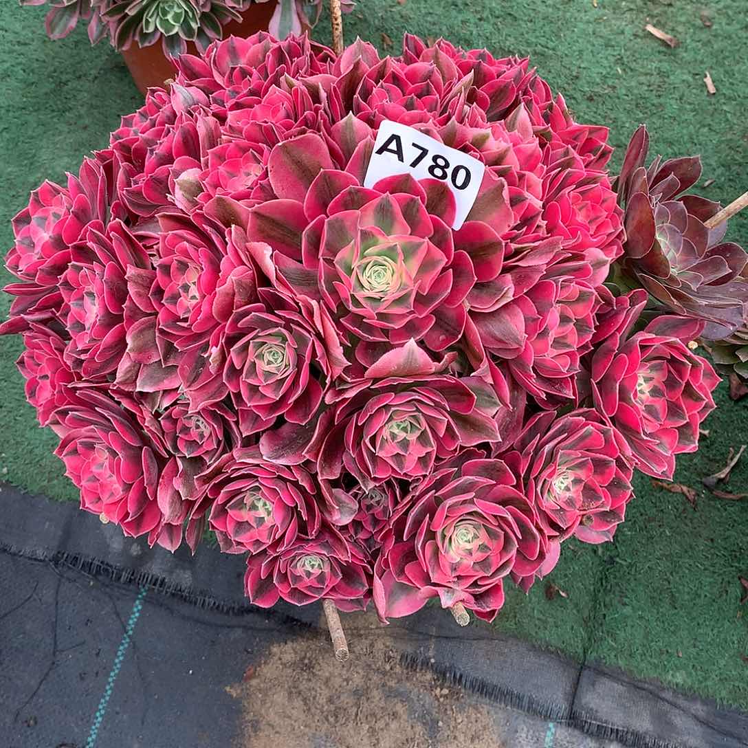 780.粉女巫多肉植物