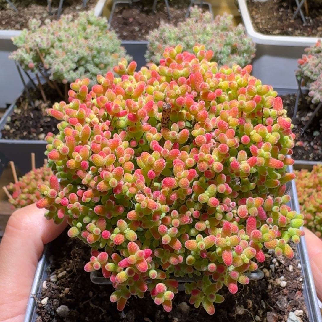 蜜橘糖球枝干番杏891