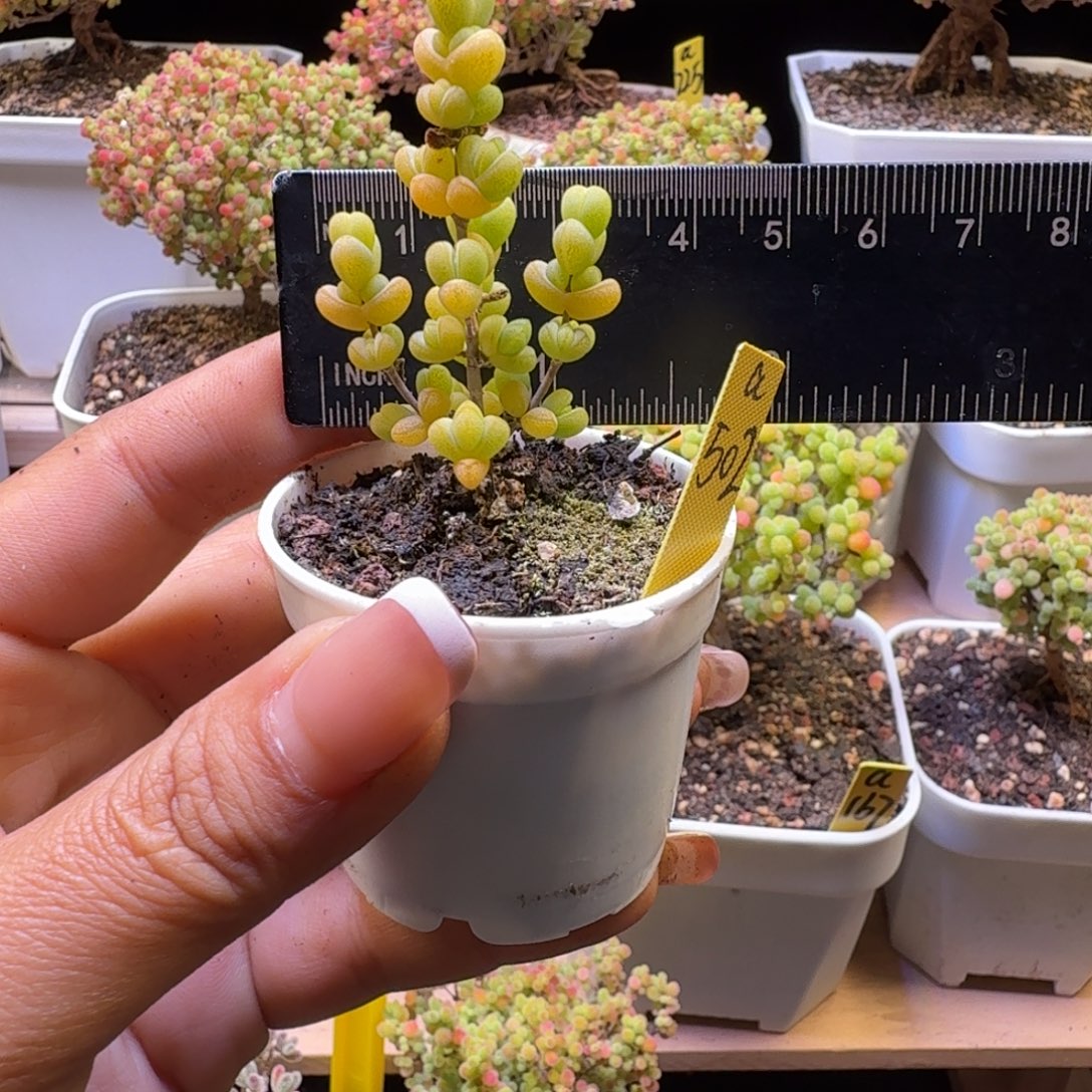 a502号元宝冠服3厘米左右