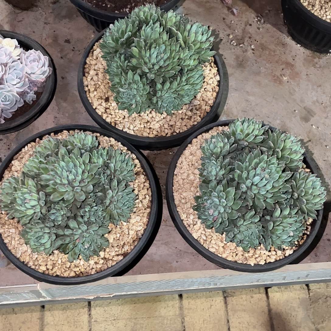 蔬**子寄养链接的肉肉的肉肉的