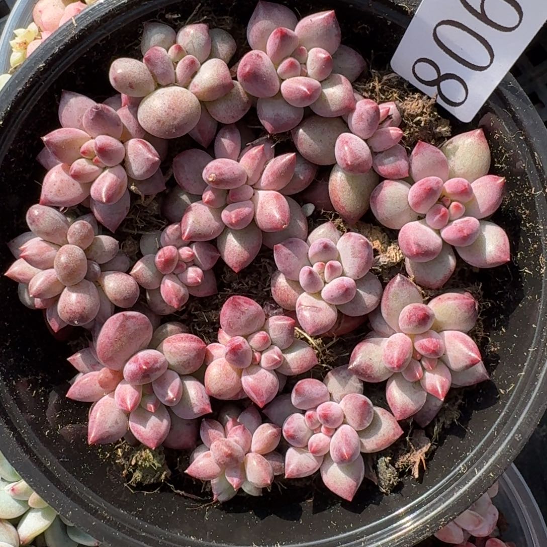 多肉植物多肉植物806