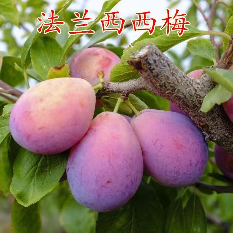 法兰西西梅李子树苗西梅李树南北方种植盆栽地栽结果树苗