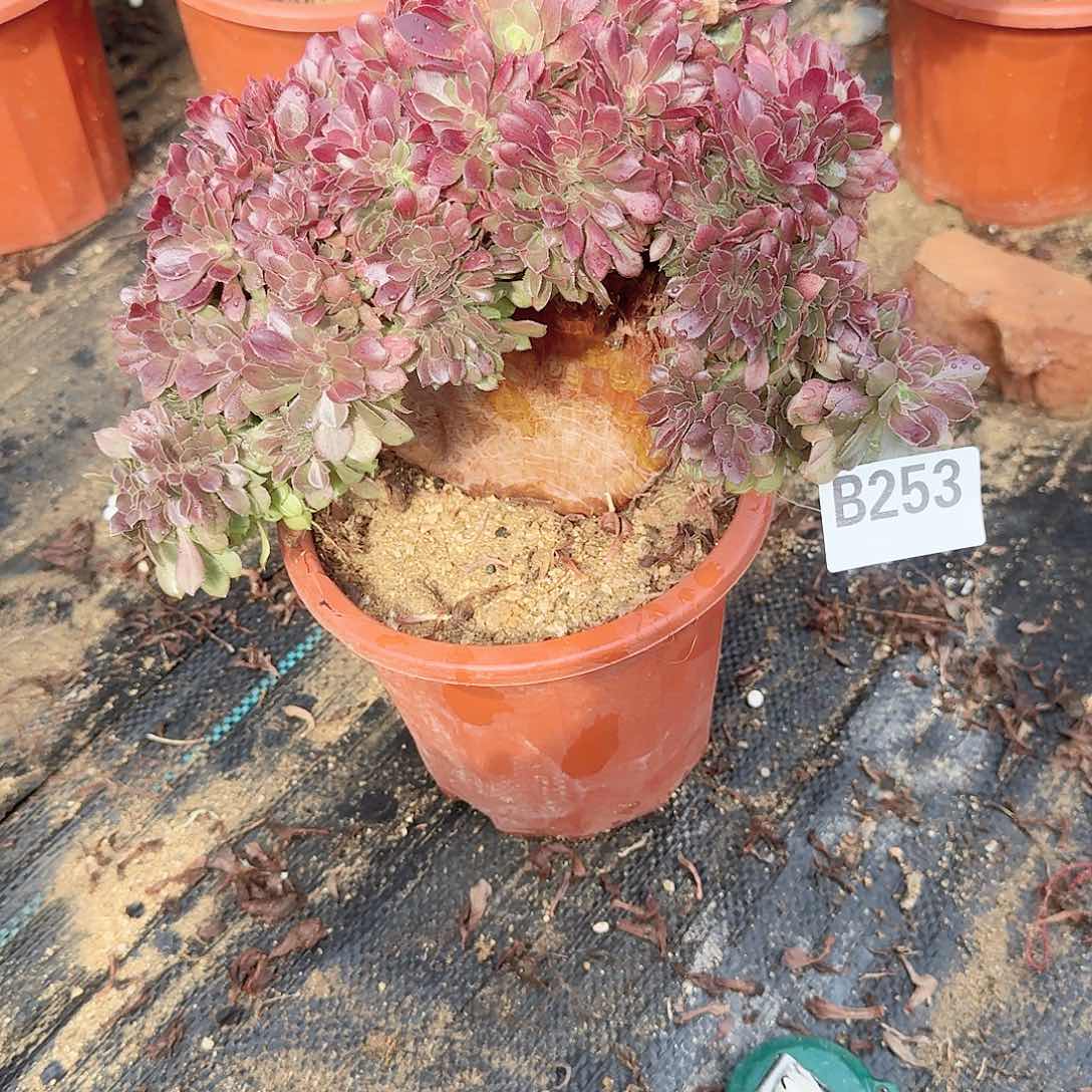 253玫瑰一颗呀呀