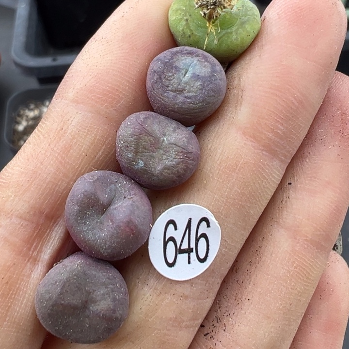 这颗多肉有点好看646好