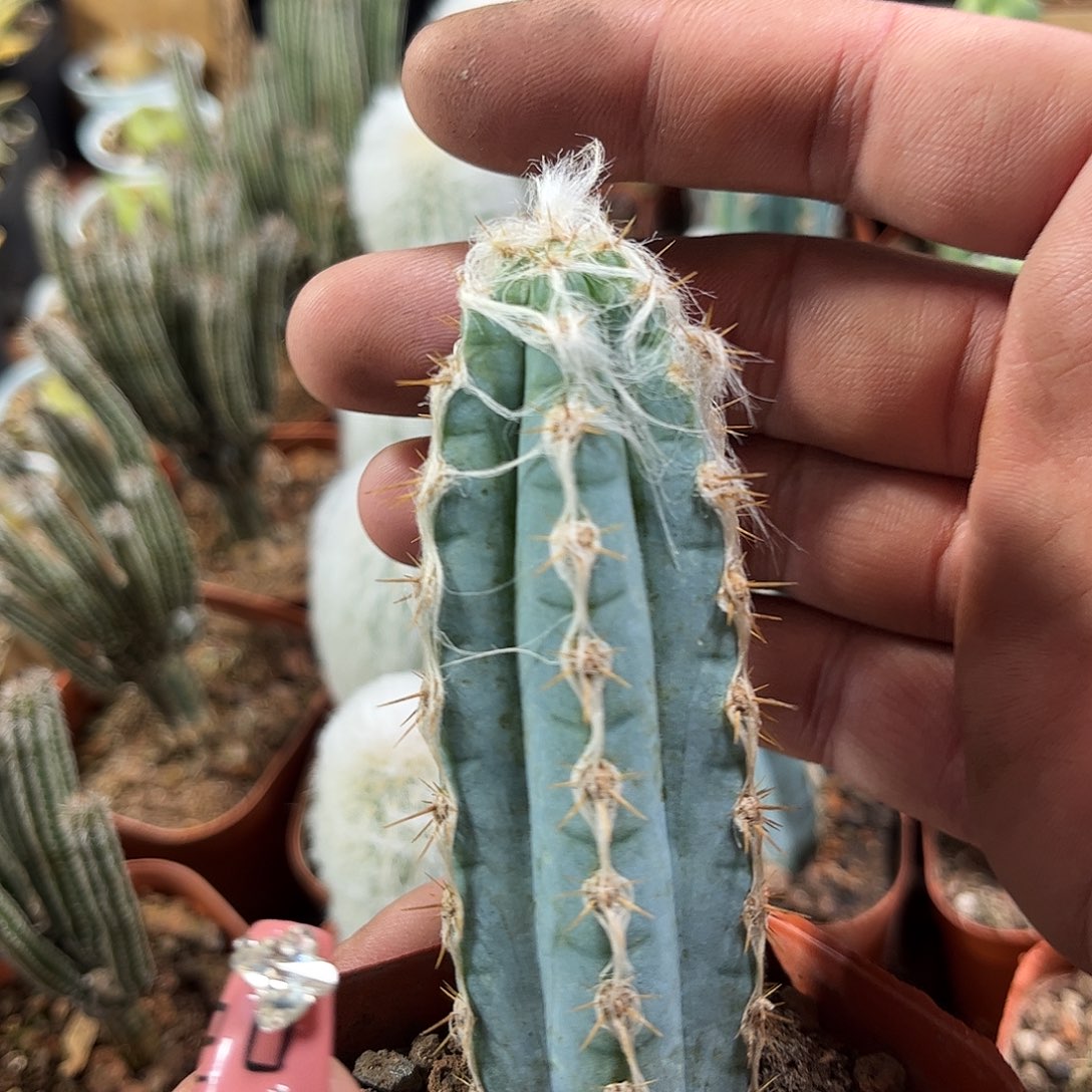 长毛蓝柱单头发货单头