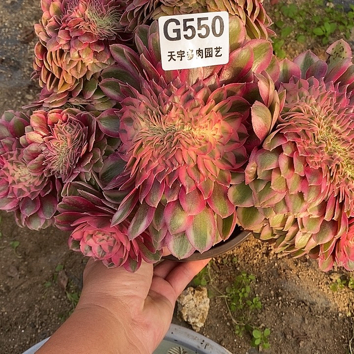 多肉植物倾城缀550多肉