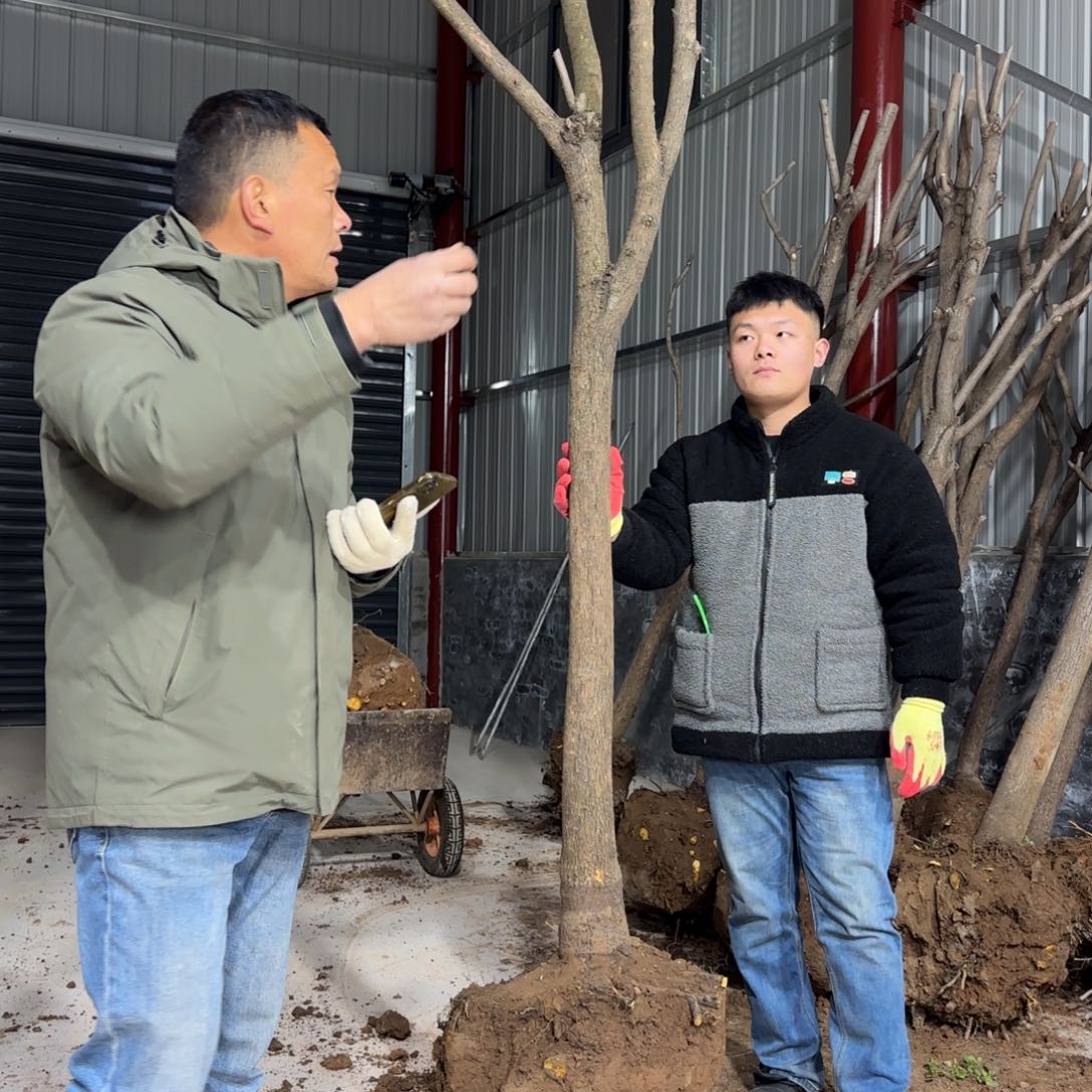 愈***痕无花朵柿子树111111