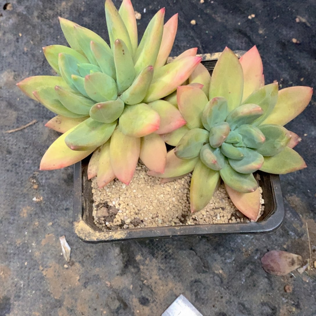 熊***人海洋之歌多肉植物双头