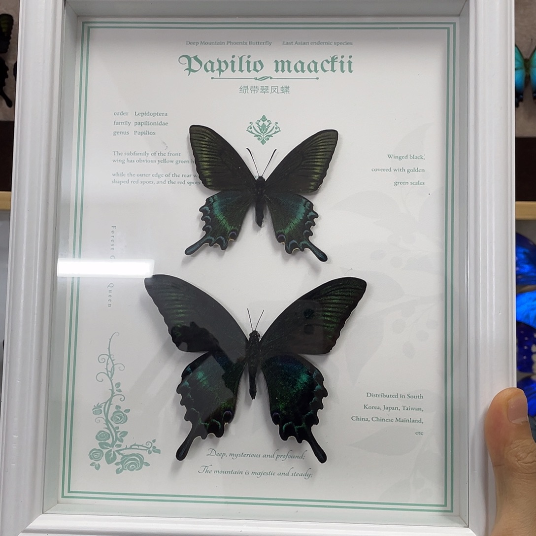 有机玻璃蝴蝶标本