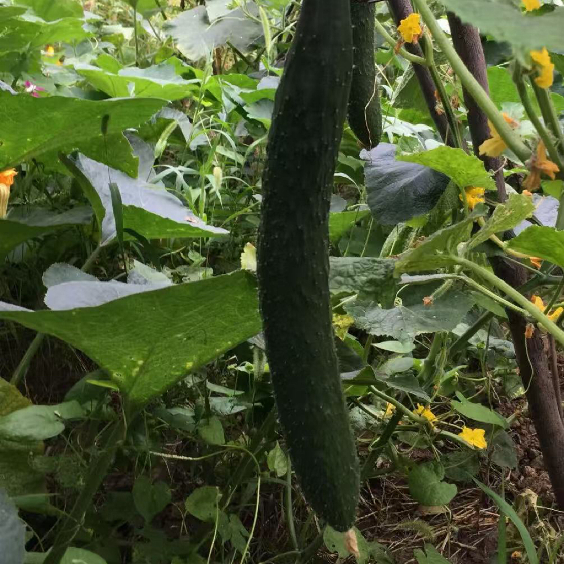（京东包邮）本地绿心黄瓜黄瓜