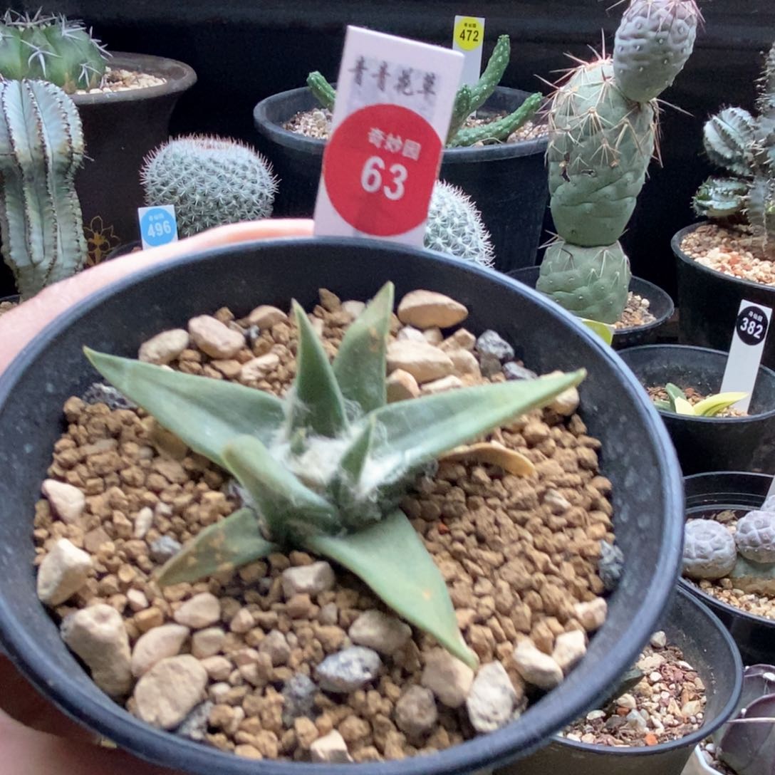 实生龙牙牡丹6.9cm一棵仙人球