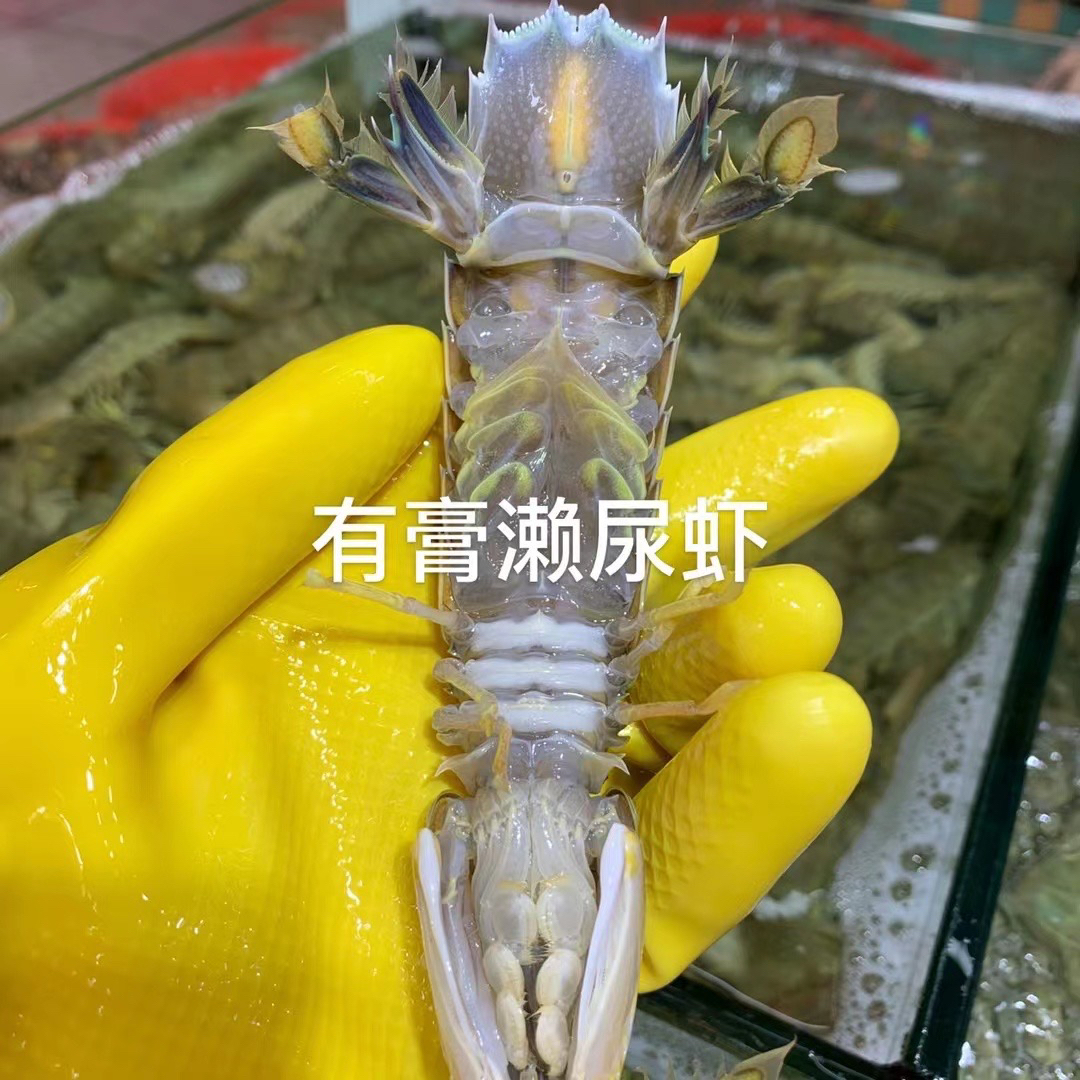 德玲姊妹海鲜-有糕濑尿虾500g