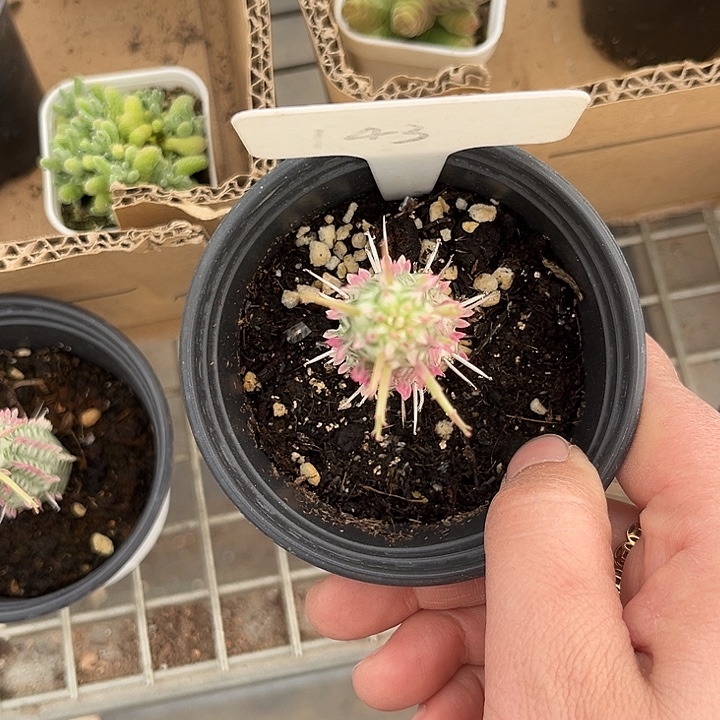 我也不知道我为什么要