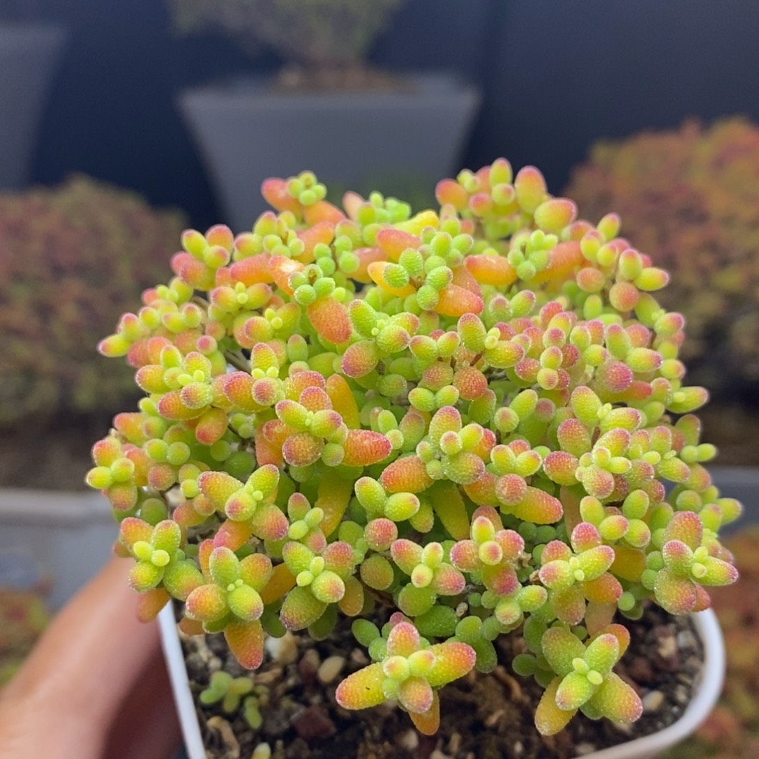 无花朵64号蜜橘糖球