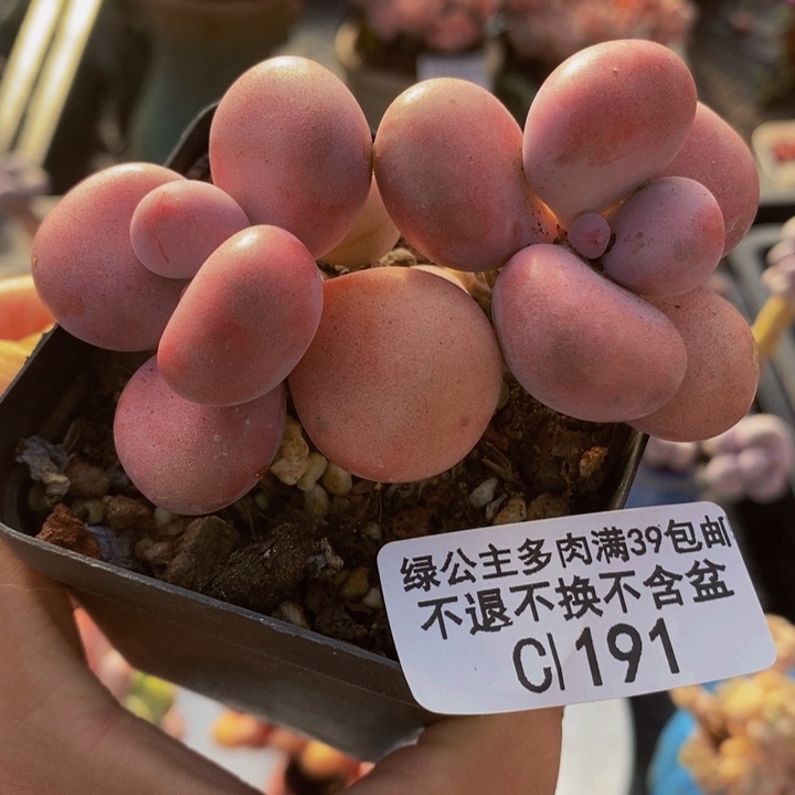 腰子桃蛋7cm191多肉植物