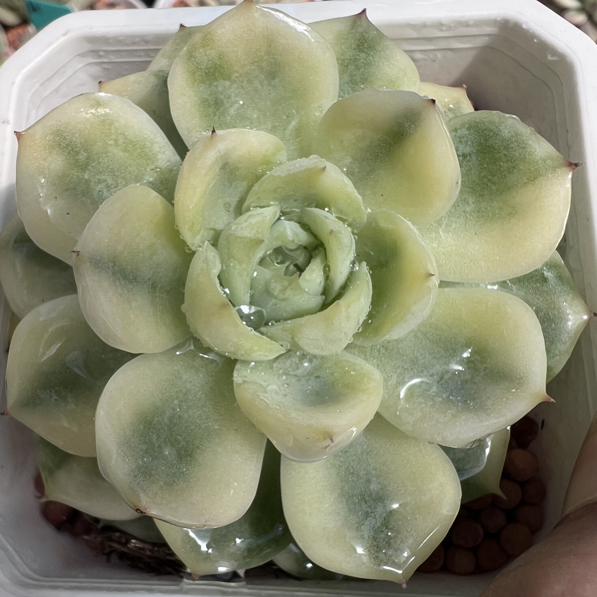 水晶玫瑰锦，覆轮锦多肉植物