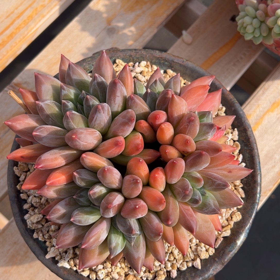 寄养124444444444444