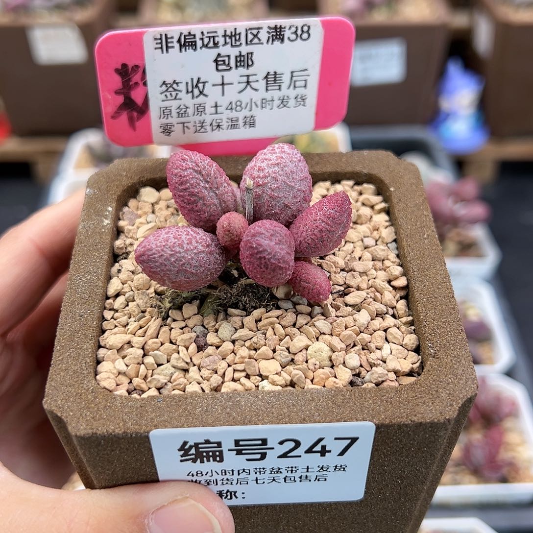 247糖果多肉植物