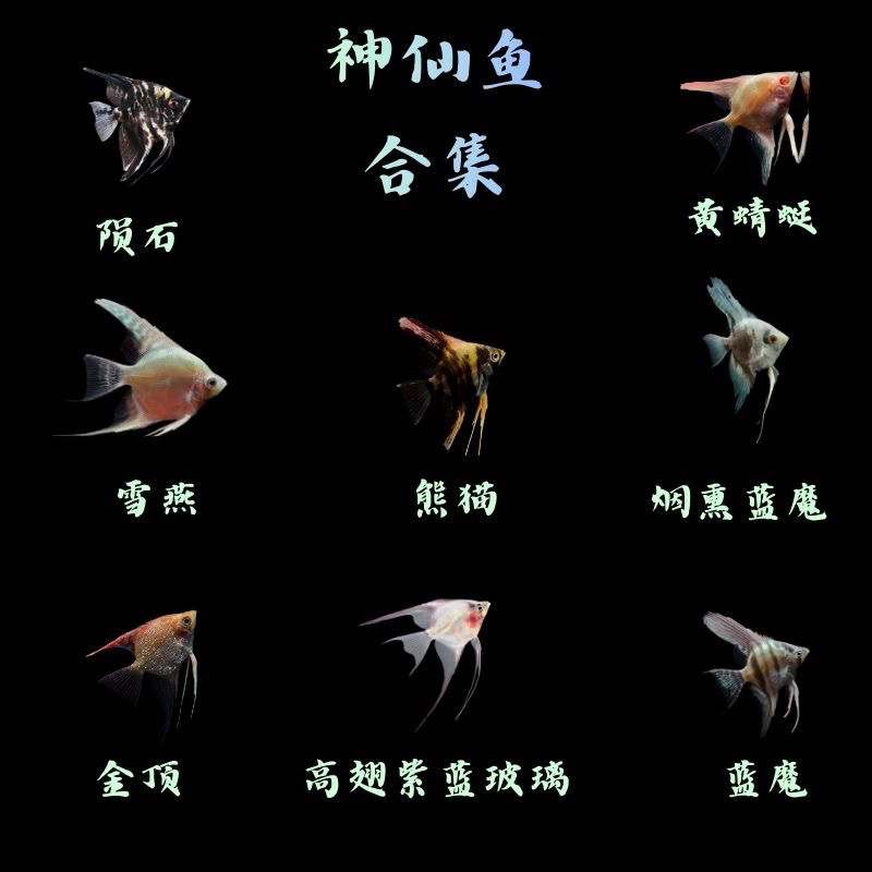 一物一拍 观赏鱼