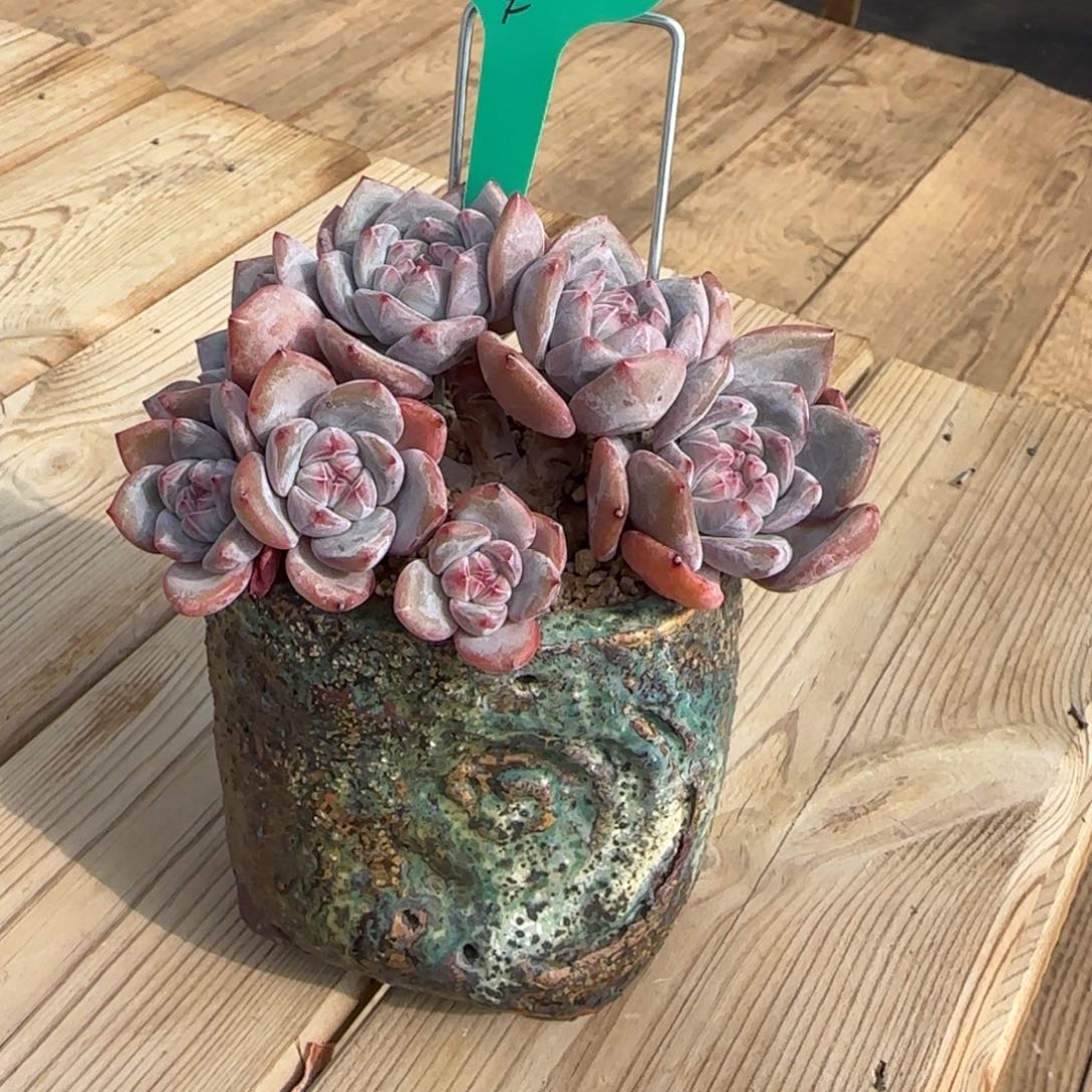 ****色秋色突尼斯268发货多肉