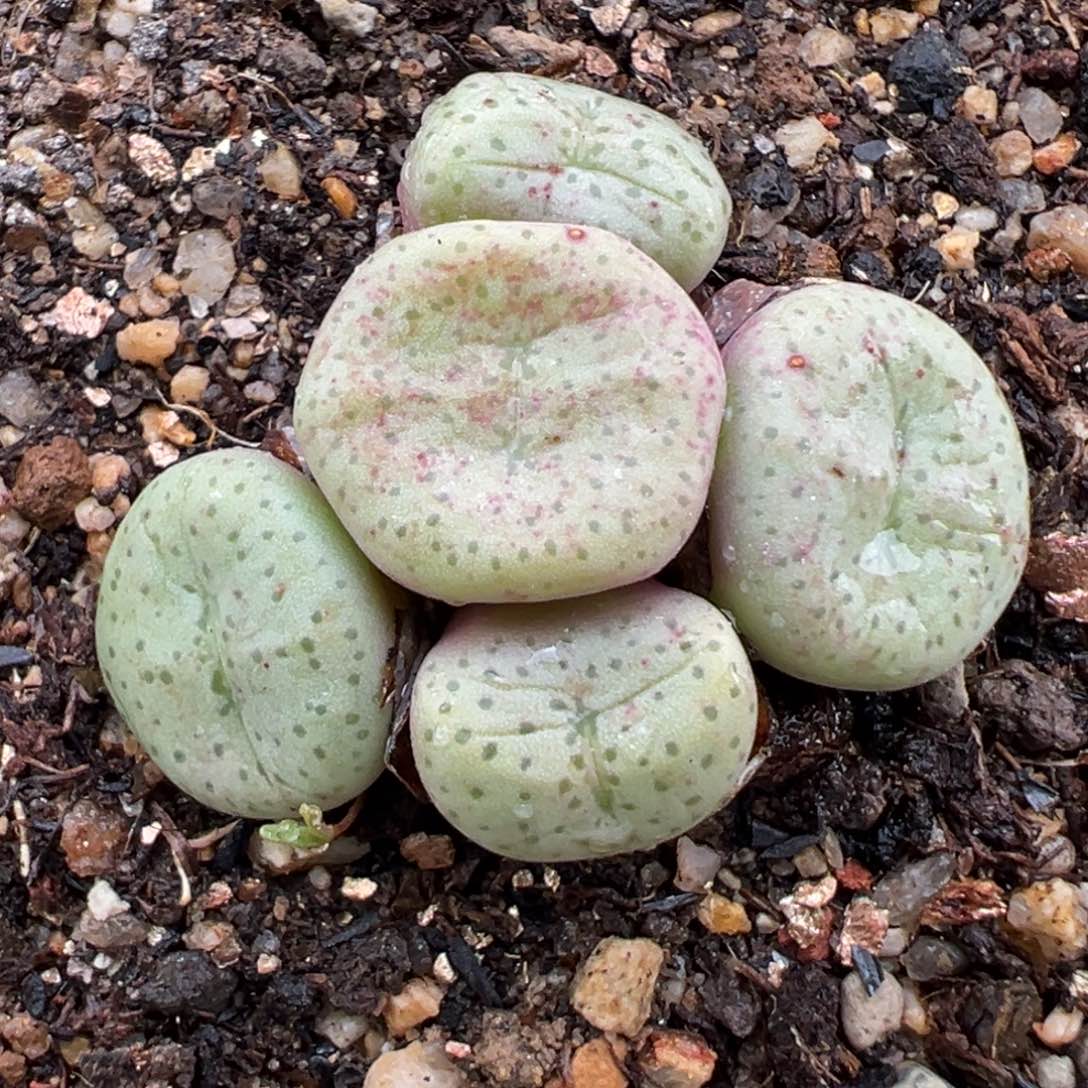 2.23好看的多肉682