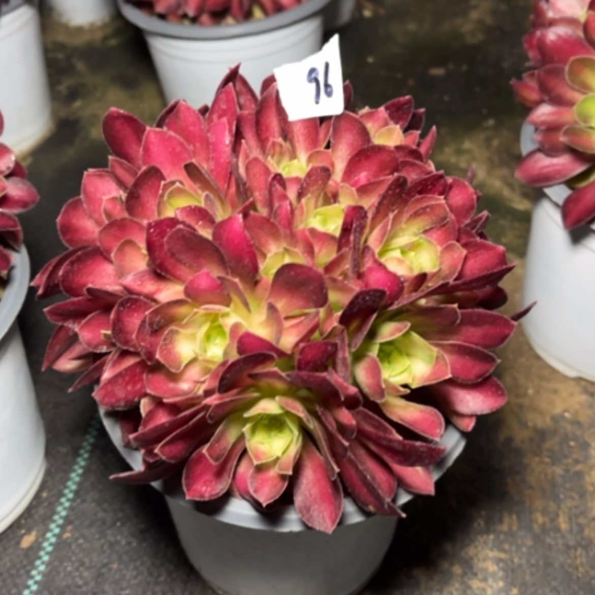 【闪购商品】96韶华多肉法师