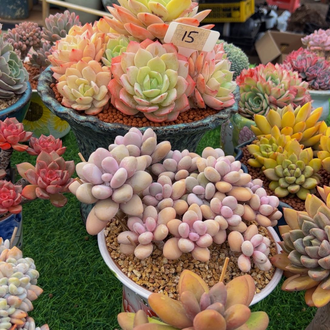 大****n手捧花恋曲15号多肉