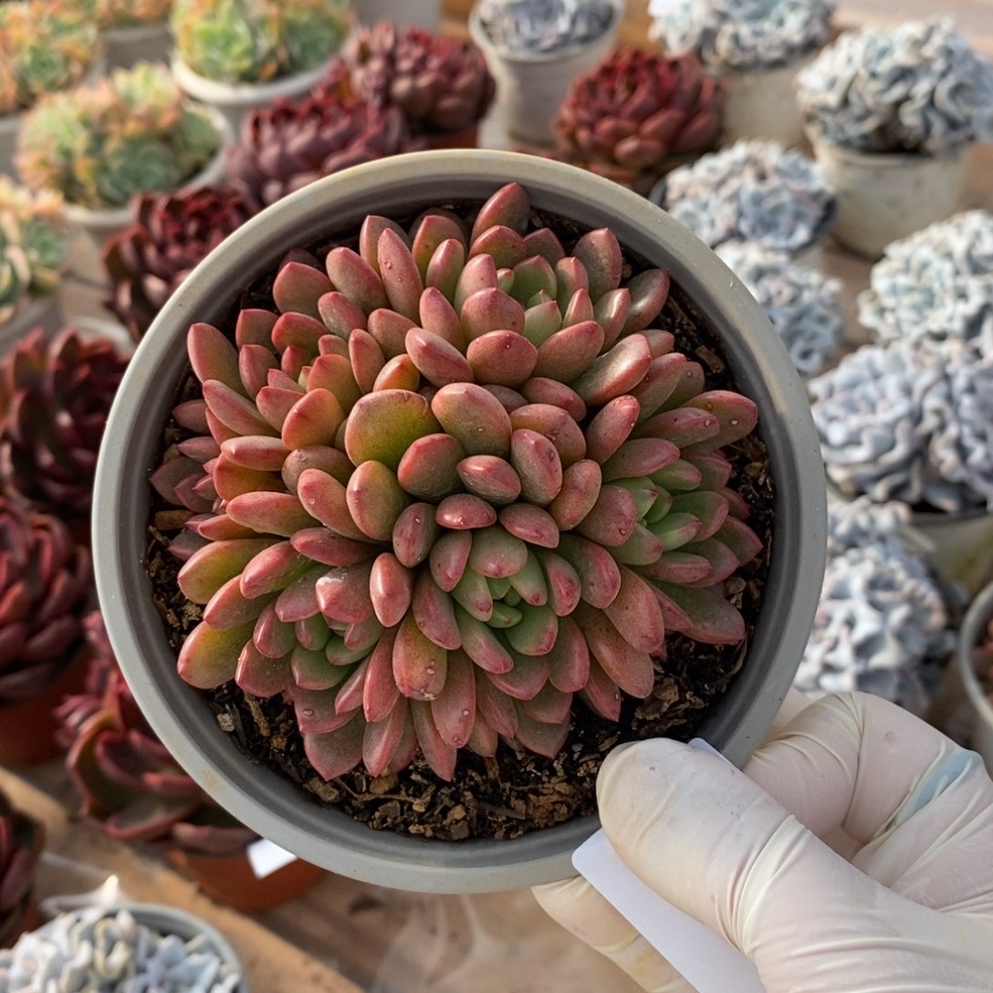 322红宝石一物一拍