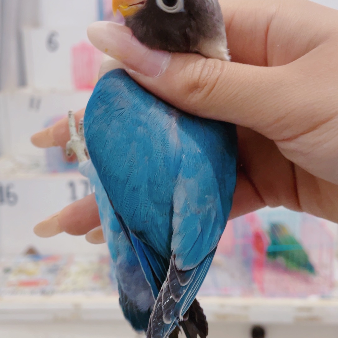 桃脸牡丹鹦鹉h**k