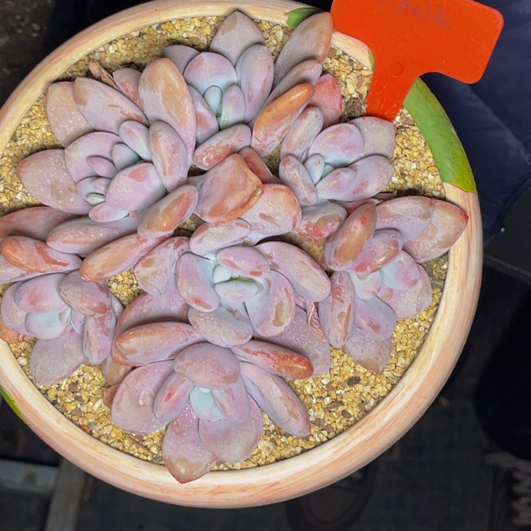  2302号晚上多肉植物群生多肉植物