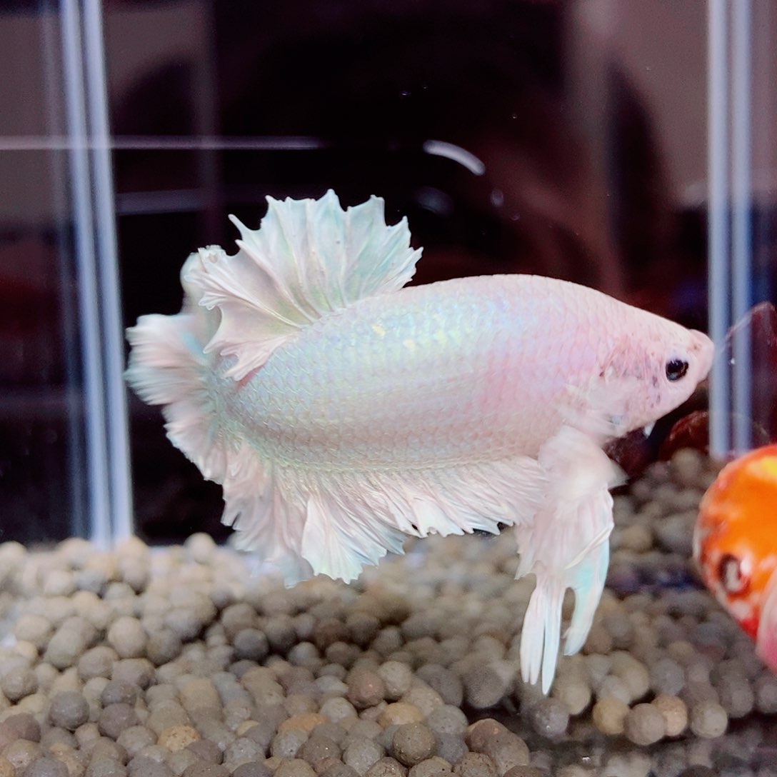 斗鱼黑314号绣球将军