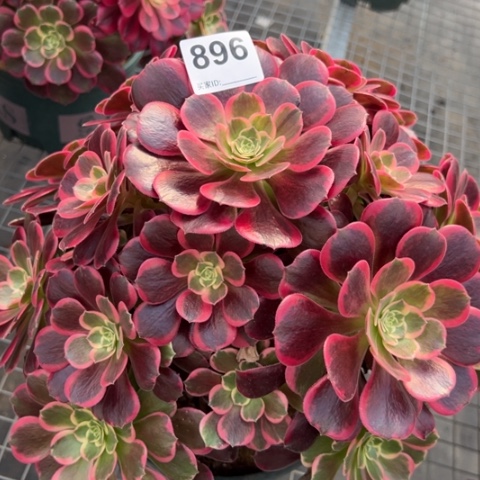 896金丝雀32厘米左右