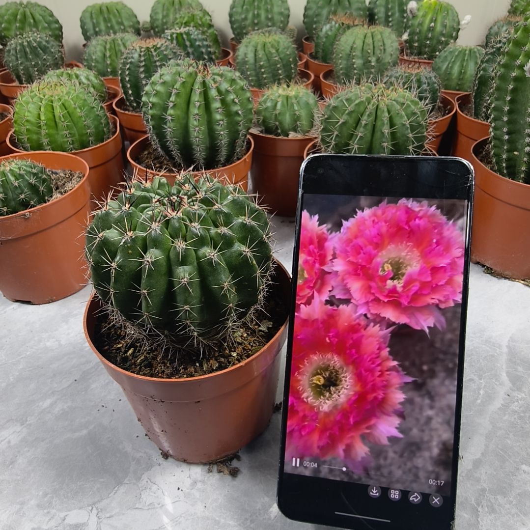 羽毛6号带盆发（7cm）