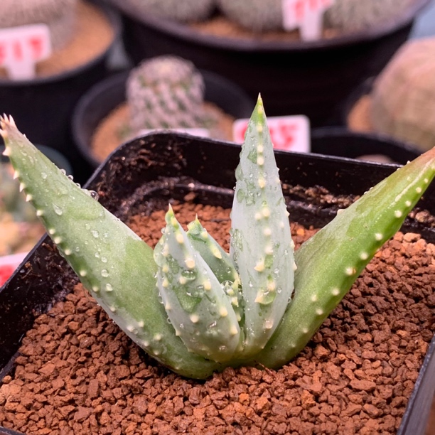 一物一拍 实生宽叶皮尔兰斯芦荟  选根系发达