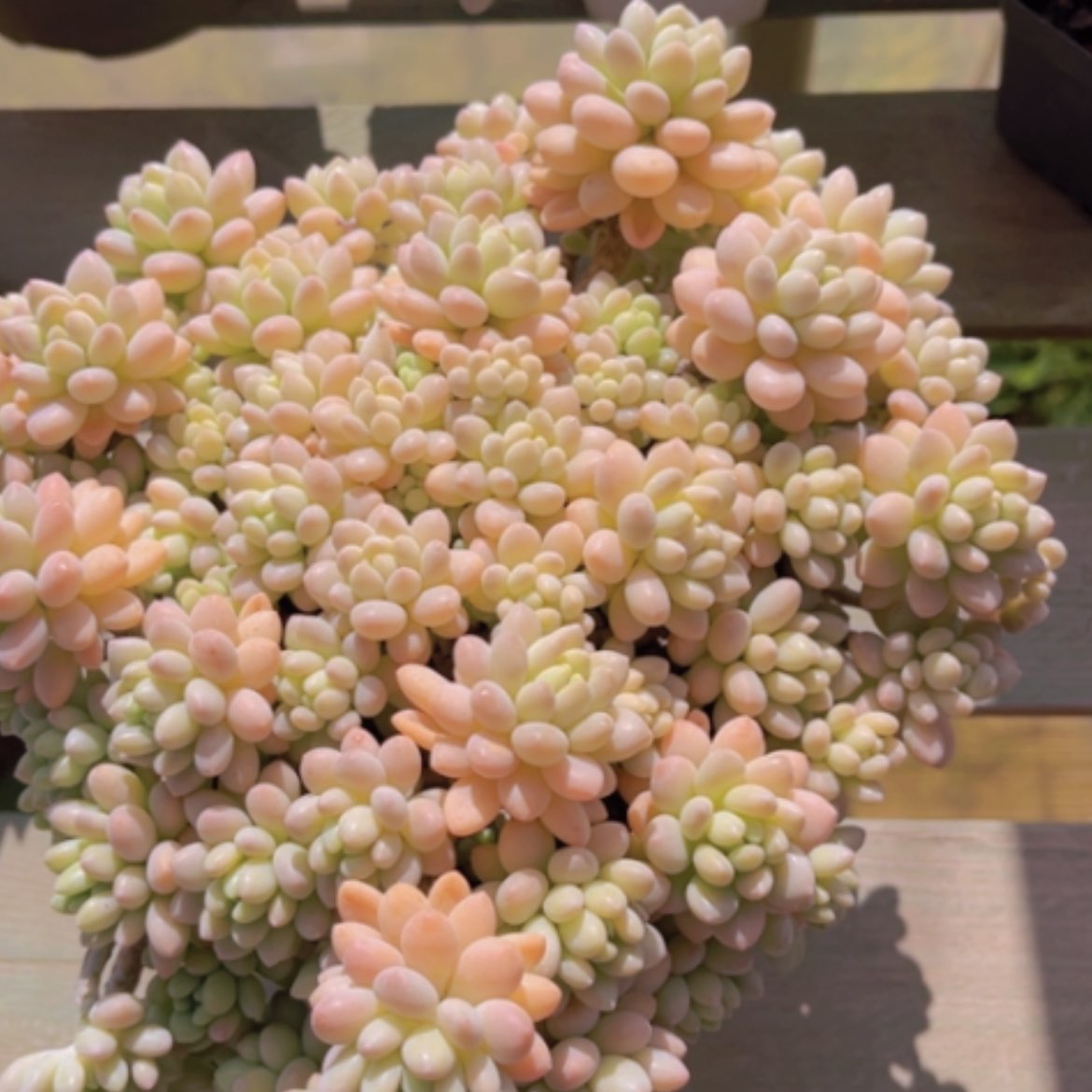 【闪购商品】洛可可02142