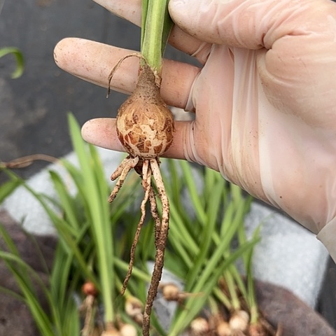 用****3达芙妮2.5左右带土切球苗