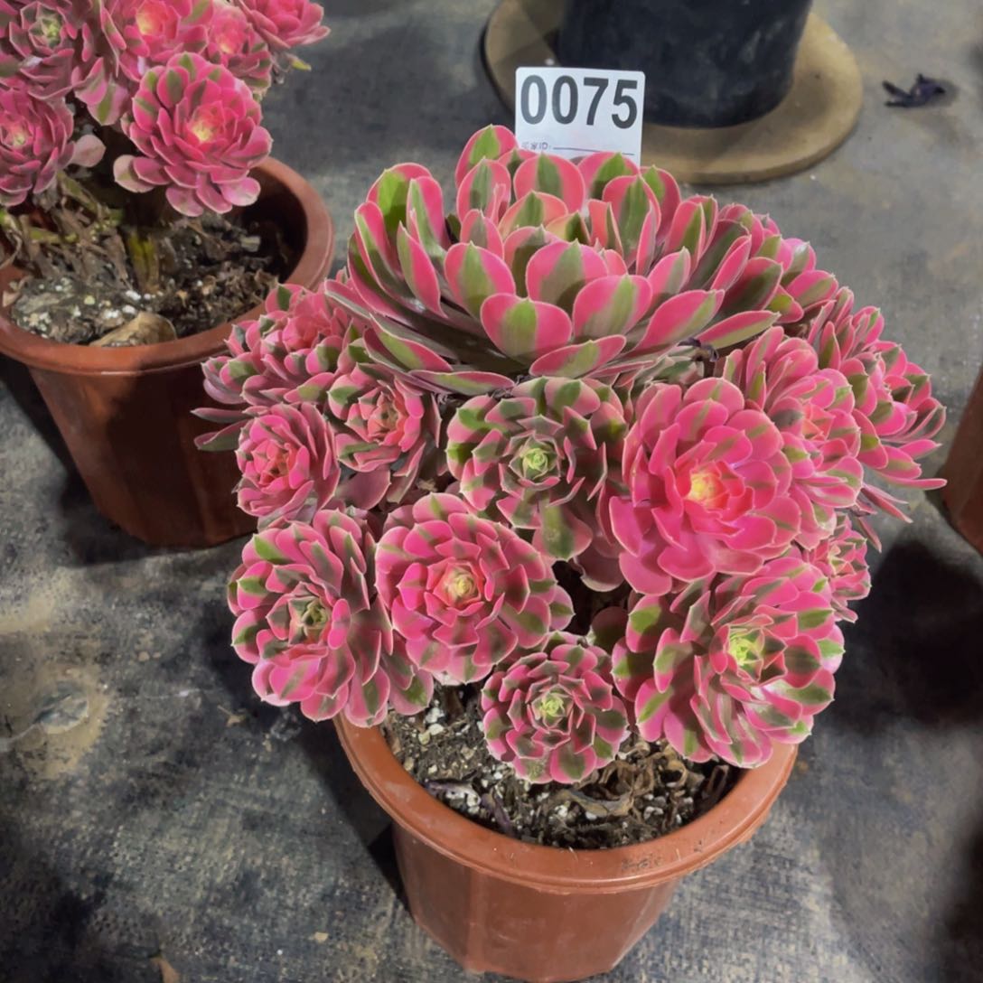 无花朵唐**园女巫0075福利