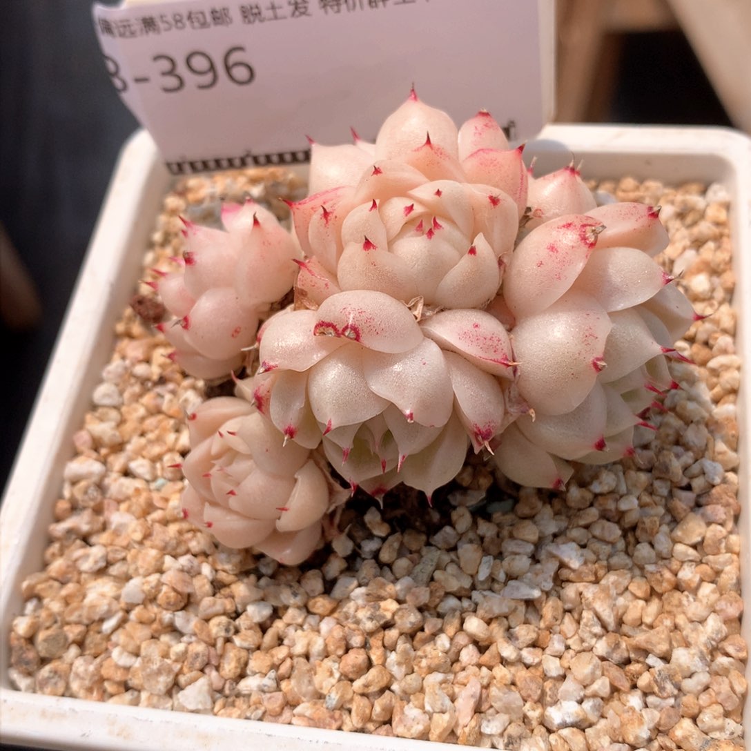 粉白底包子麦秆自然群多肉