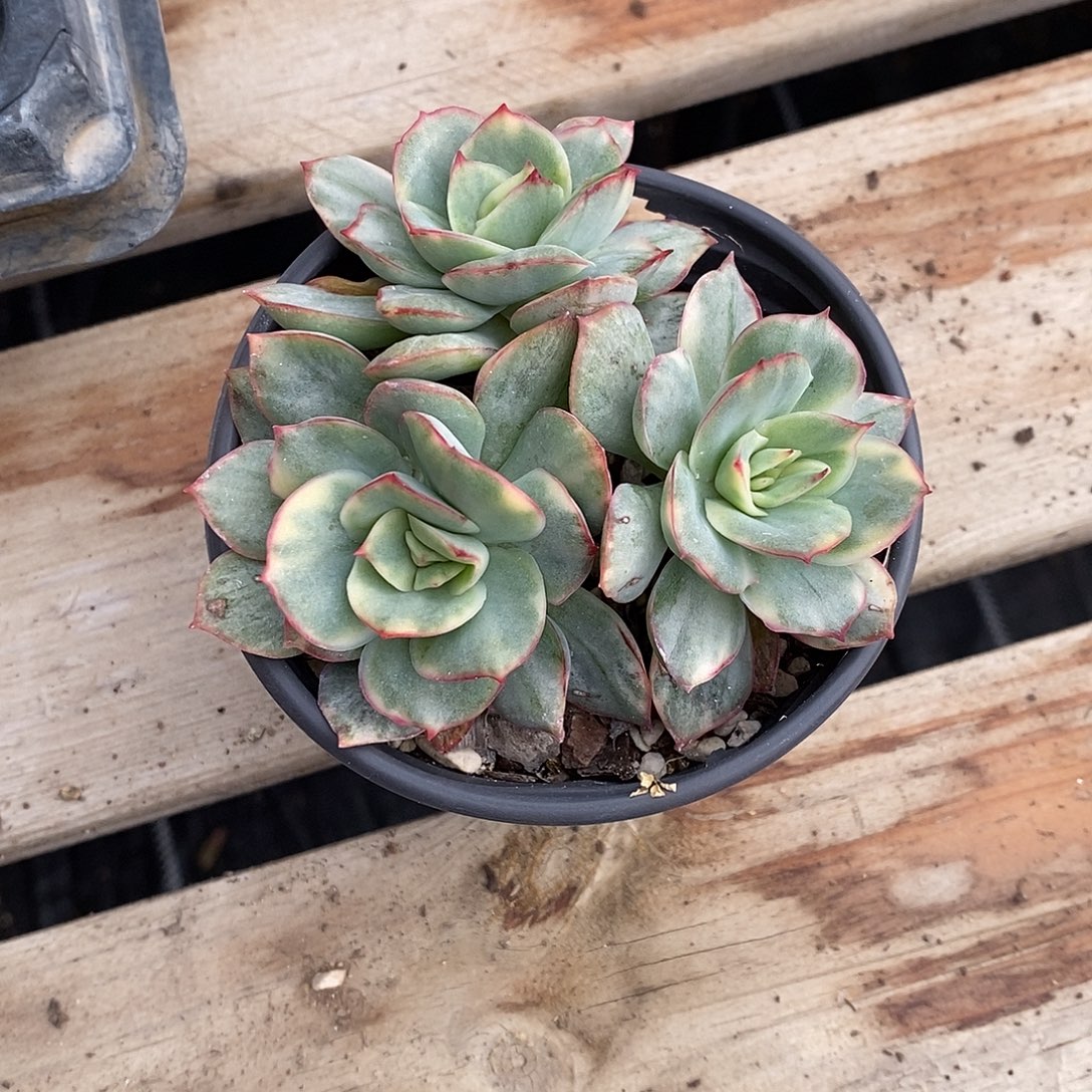 澳洲女神锦多肉植物